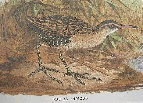 File:Rallus indicus hm.jpg