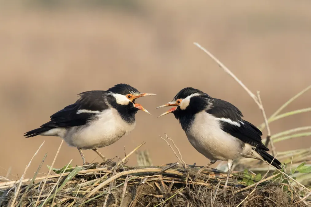 File:Asian pied starlings (Gracupica contra).jpg