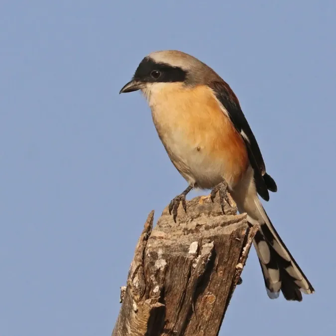 File:Bay-backed shrike (Lanius vittatus).jpg