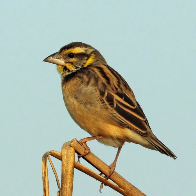 File:Black-breasted weaver (Ploceus benghalensis) non-breeding.jpg