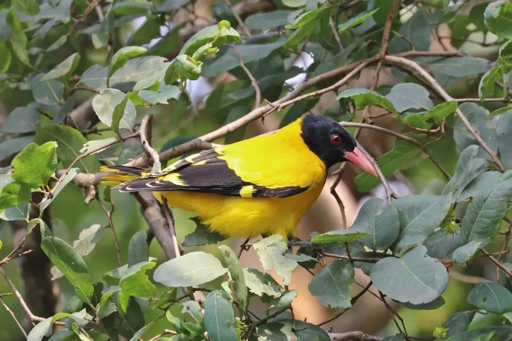 File:Black-hooded oriole (Oriolus xanthornus).jpg