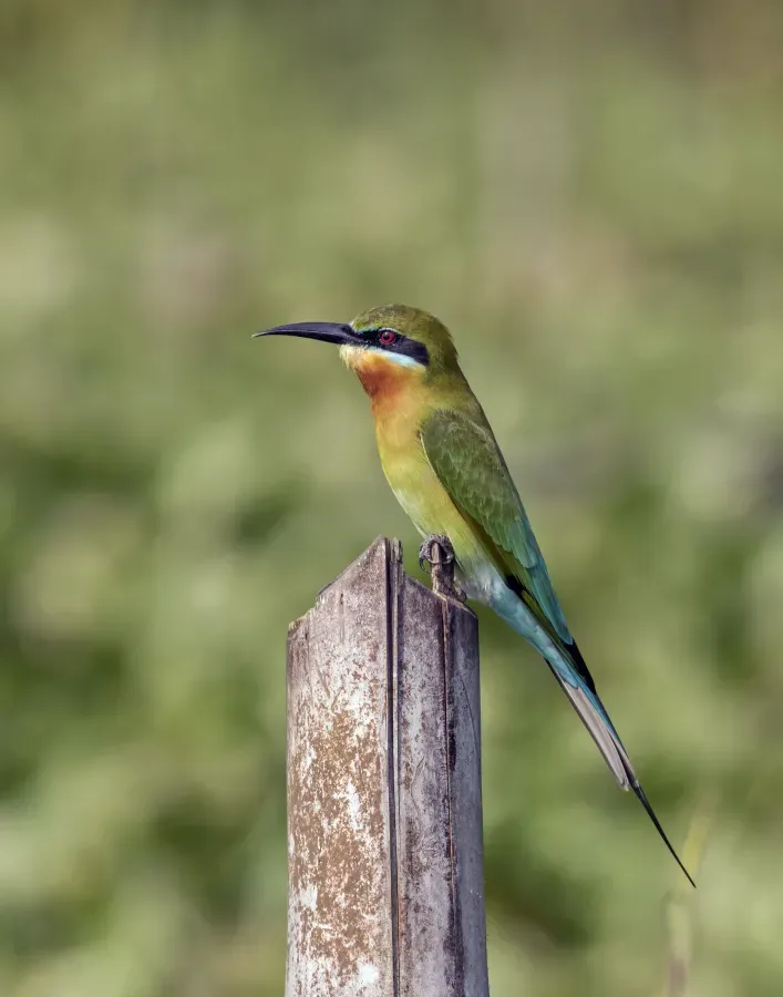 File:Blue-tailed bee-eater (Merops philippinus).jpg