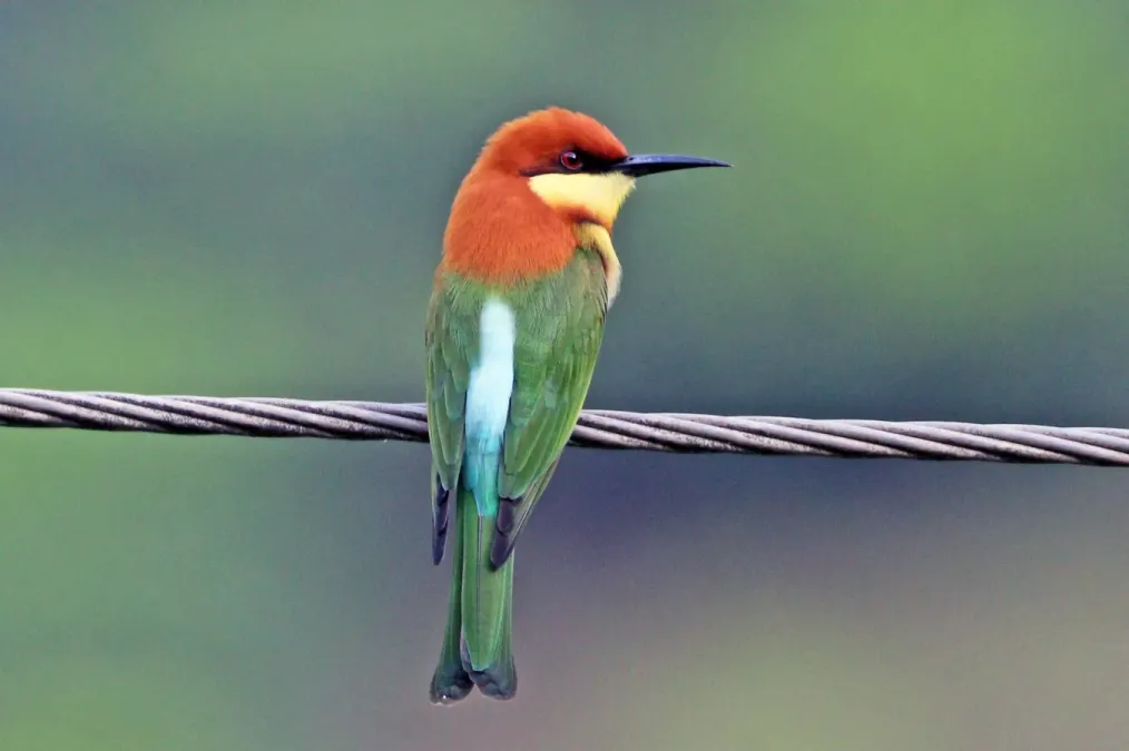 File:Chestnut-headed Bee-eater (Merops leschenaulti), Munnar, Kerala, India.jpg
