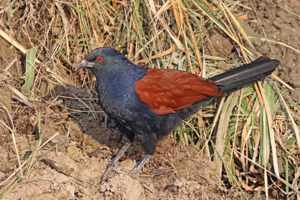 File:Greater coucal (Centropus sinensis).jpg