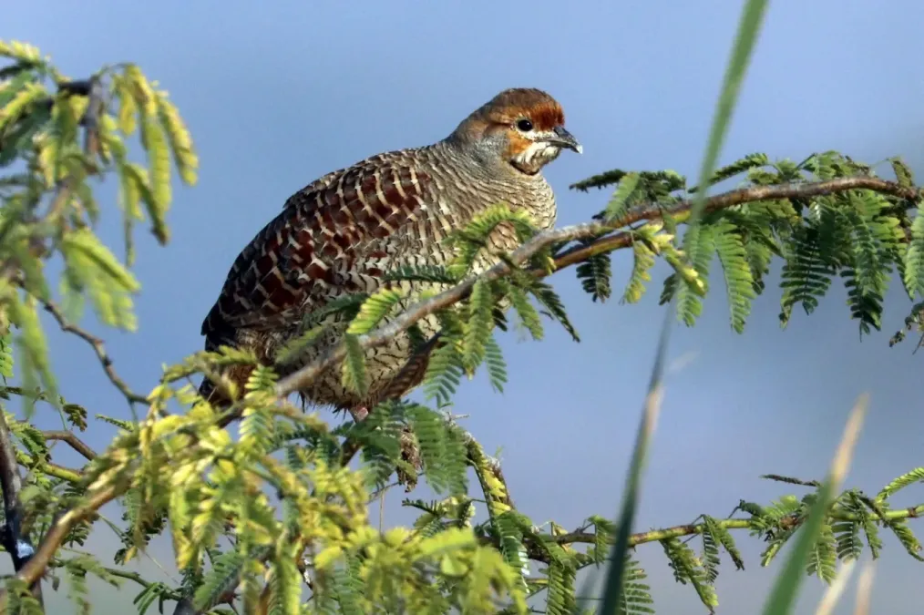 File:Grey francolin (Francolinus pondicerianus pondicerianus).jpg