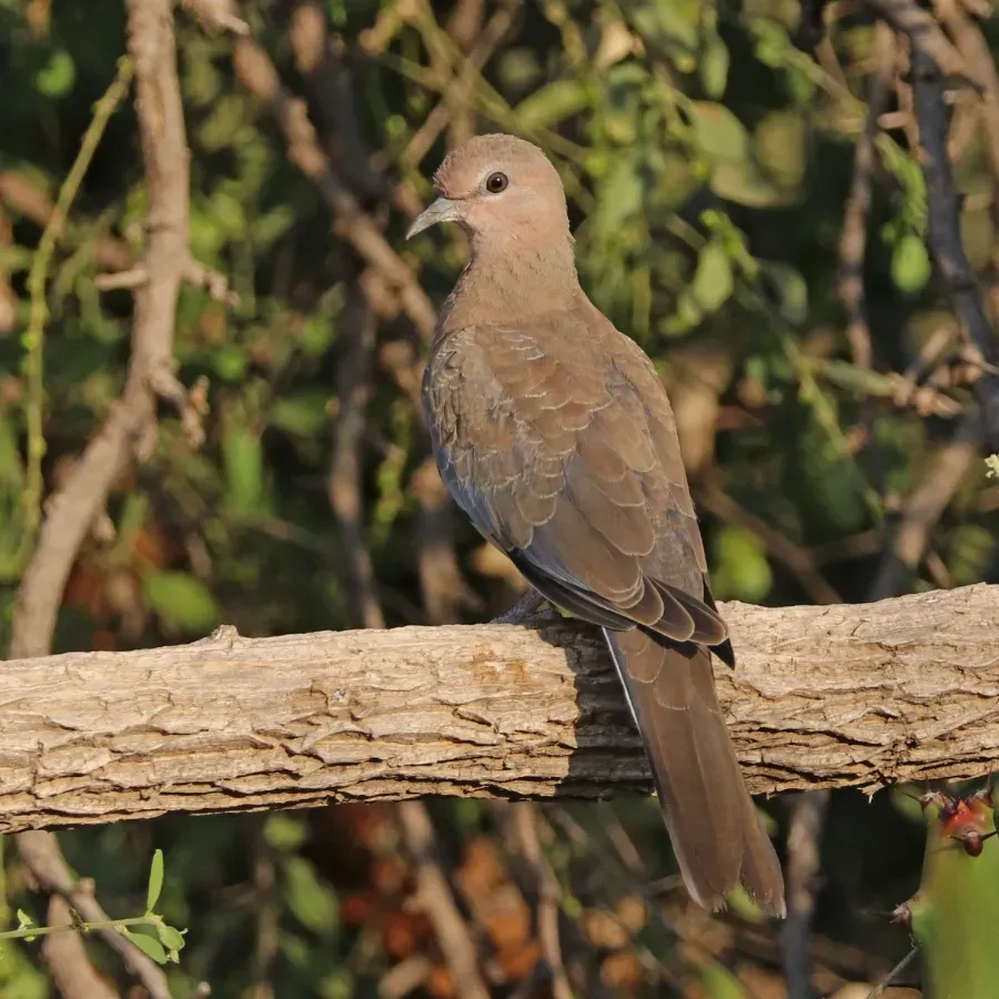 File:Laughing dove (Spilopelia senegalensis cambayensis) 2.jpg