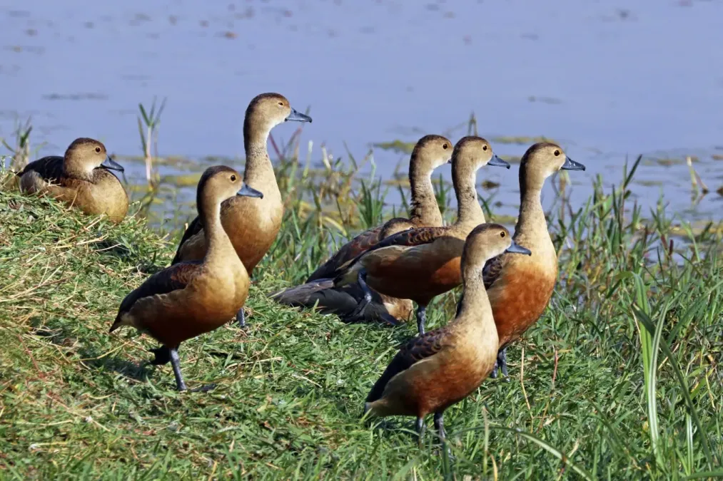 File:Lesser whistling ducks (Dendrocygna javanica).jpg