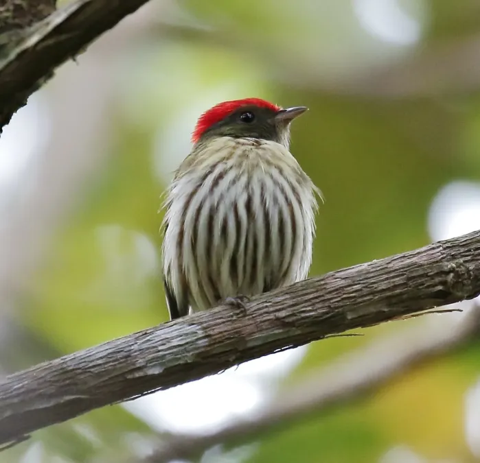 File:Machaeropterus regulus - Stripped manakin (male).jpg