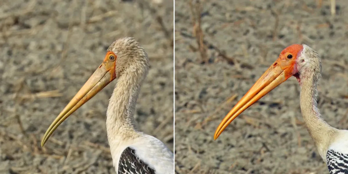 File:Painted stork (Mycteria Leucocephala) sub adult and adult heads composite.jpg