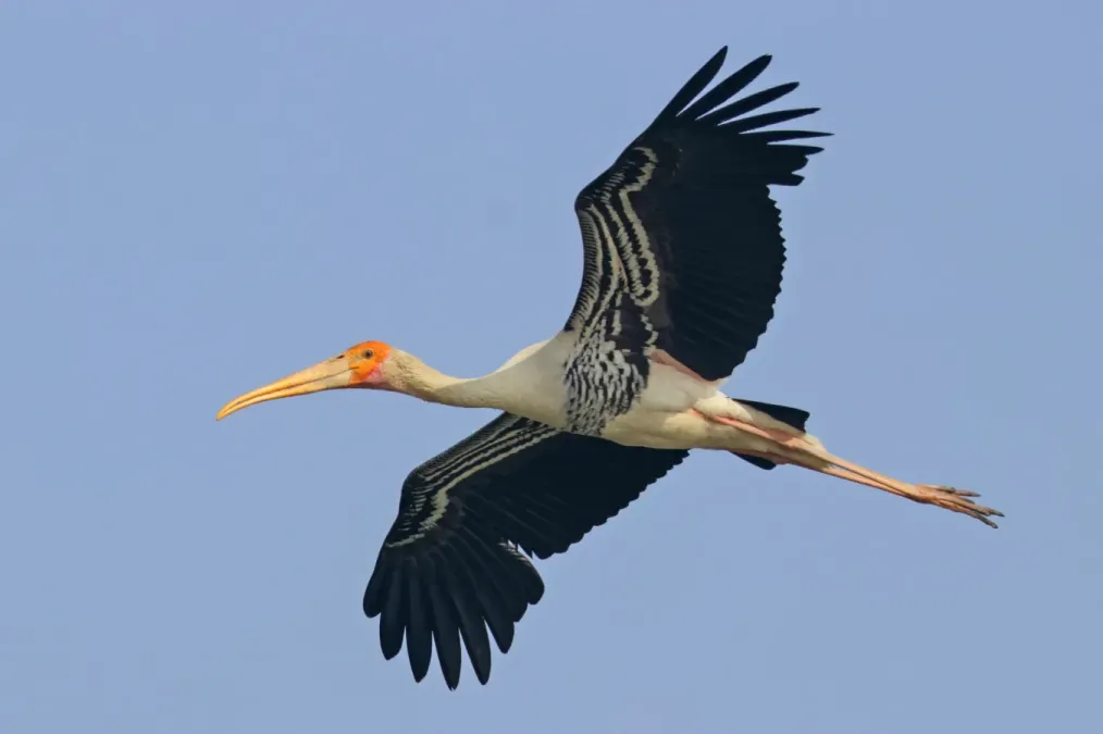 File:Painted stork (Mycteria Leucocephala) in flight.jpg