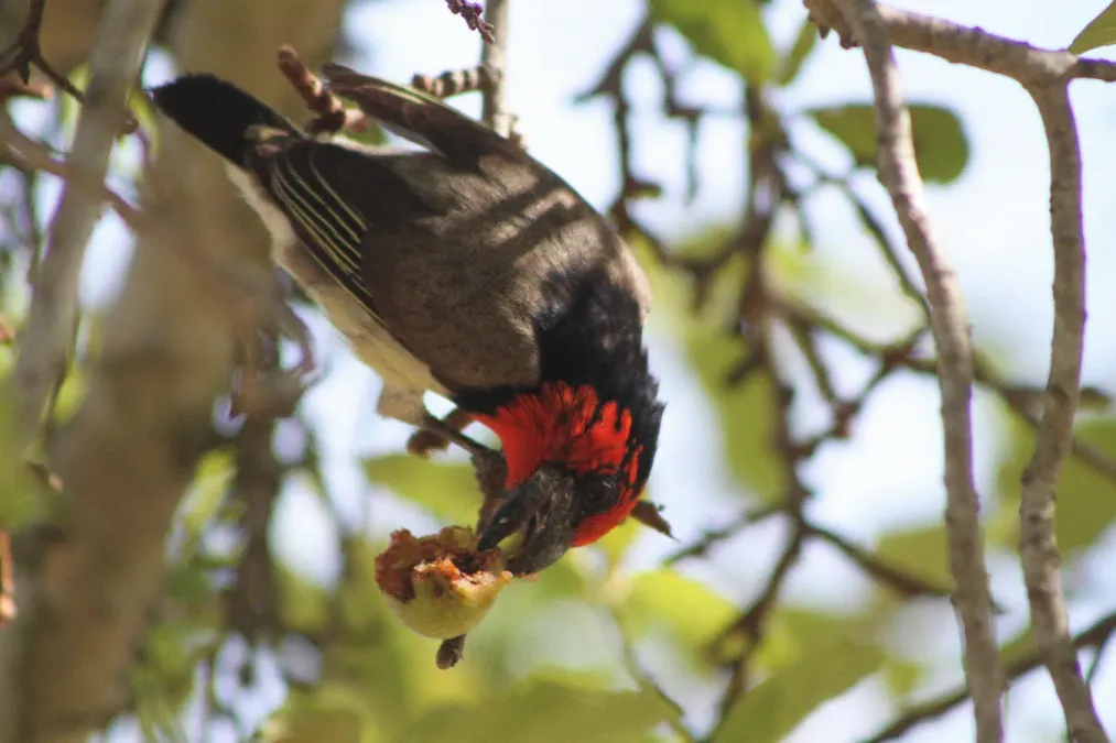 File:Black-collared barbet (Lybius torquatus) (10902083383).jpg