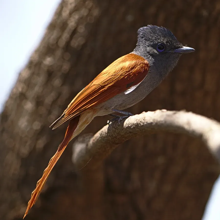 File:African paradise flycatcher, Terpsiphone viridis, Pretoria (37871577105).jpg