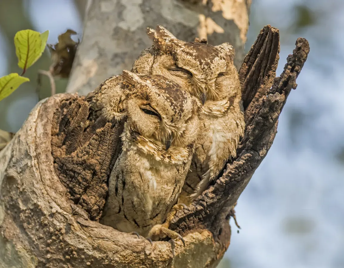 File:Indian scops owls (Otus bakkamoena) male on right.jpg