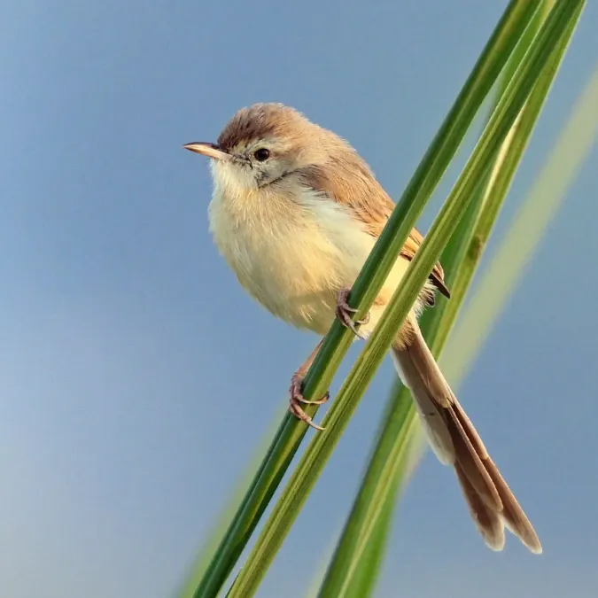 File:Plain prinia (Prinia inornata inornata).jpg