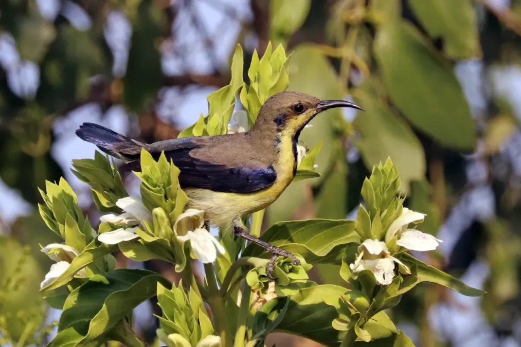 File:Purple sunbird (Cinnyris asiaticus asiaticus) male non-breeding.jpg