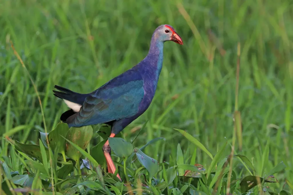 File:Grey-headed swamphen (Porphyrio poliocephalus) female.jpg