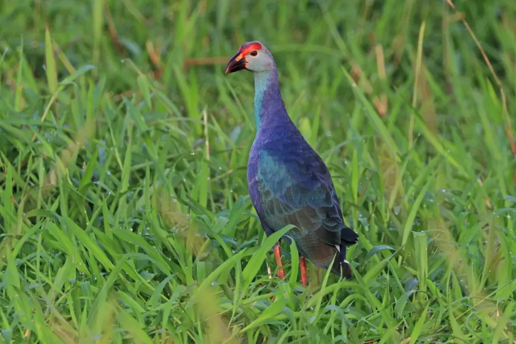 File:Grey-headed swamphen (Porphyrio poliocephalus) male.jpg
