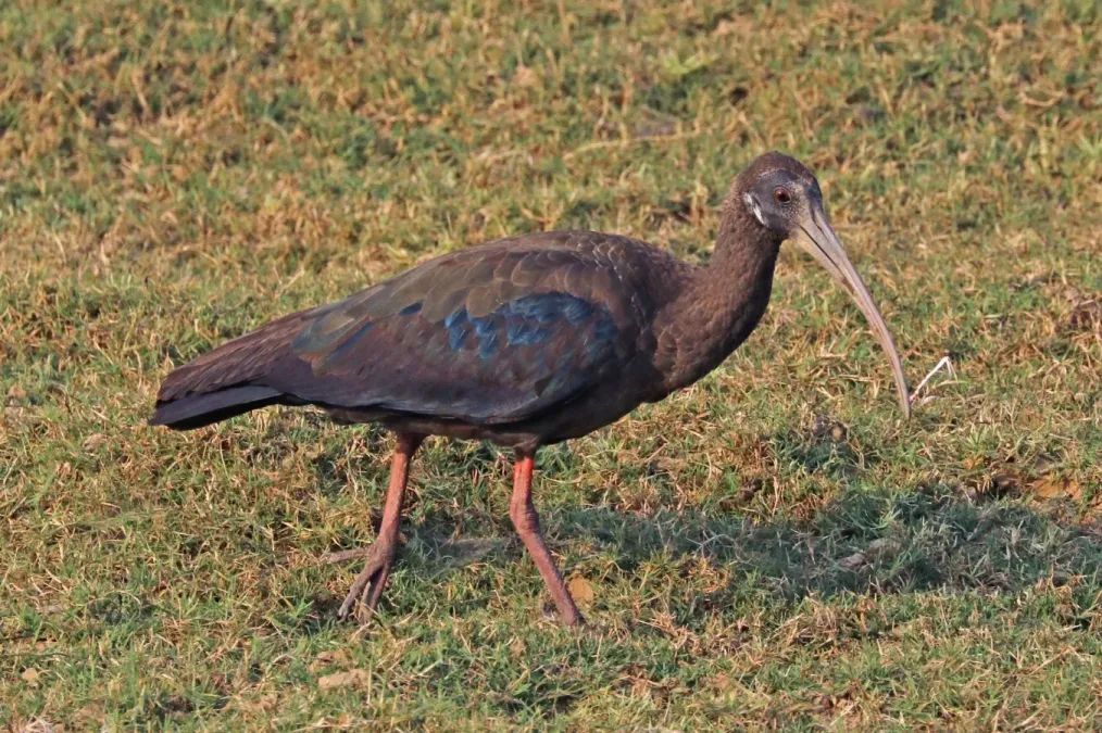 File:Red-naped ibis (Pseudibis papillosa) immature.jpg