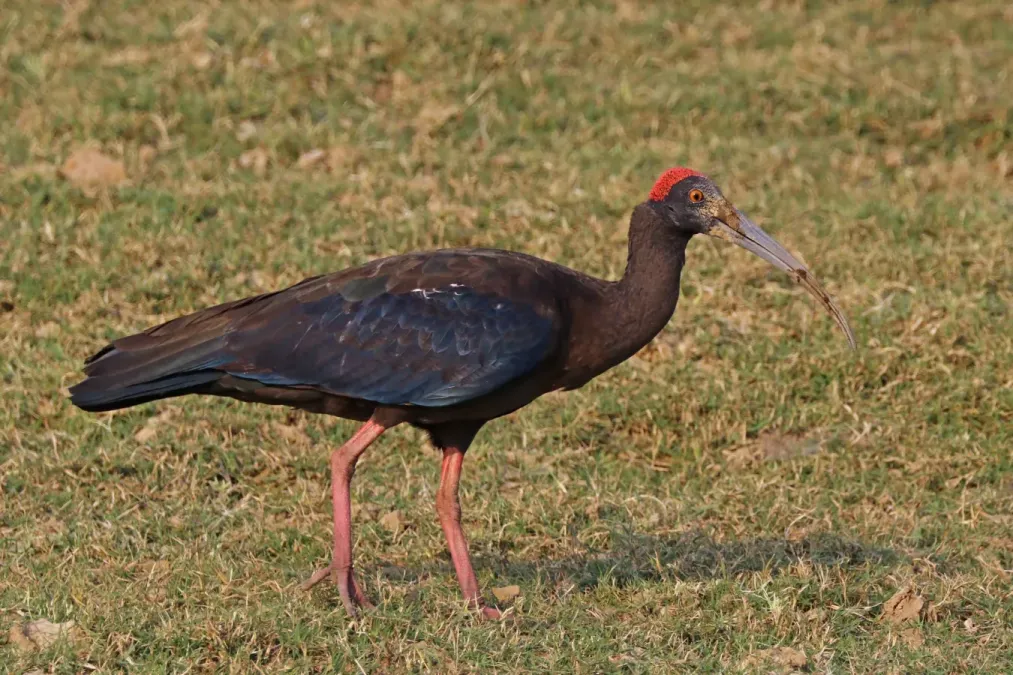 File:Red-naped ibis (Pseudibis papillosa).jpg
