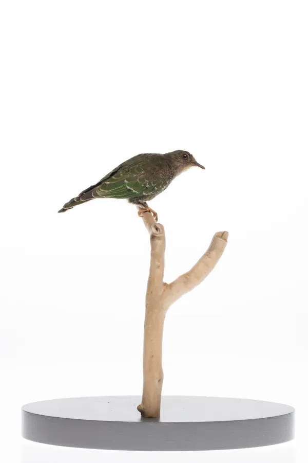 File:Ptilinopus viridis (AM LB9129-1).jpg
