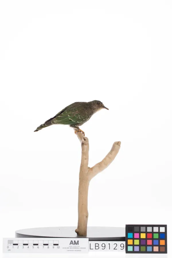 File:Ptilinopus viridis (AM LB9129-3).jpg