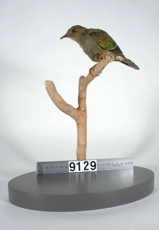 File:Ptilinopus viridis (AM LB9129-4).jpg