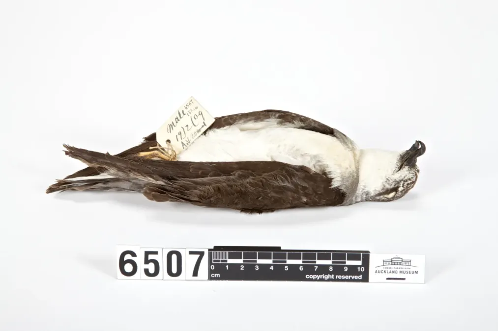 File:Pterodroma nigripennis (AM LB6507-5).jpg