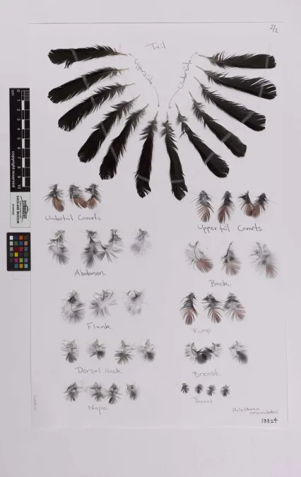 File:Philesturnus rufusater (AM LB13324-1).jpg