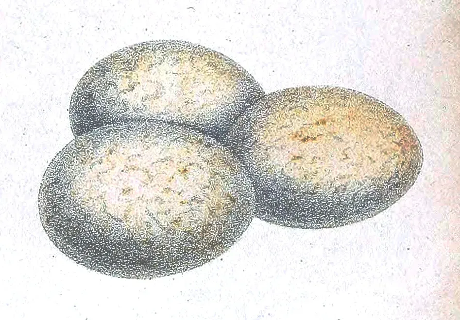 File:Systellura longirostris bifasciata 1868.jpg