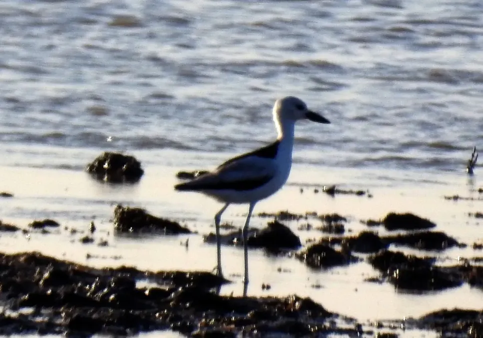 File:Crab Plover Dromas ardeola by Dr. Raju Kasambe DSCN9287 (1).jpg