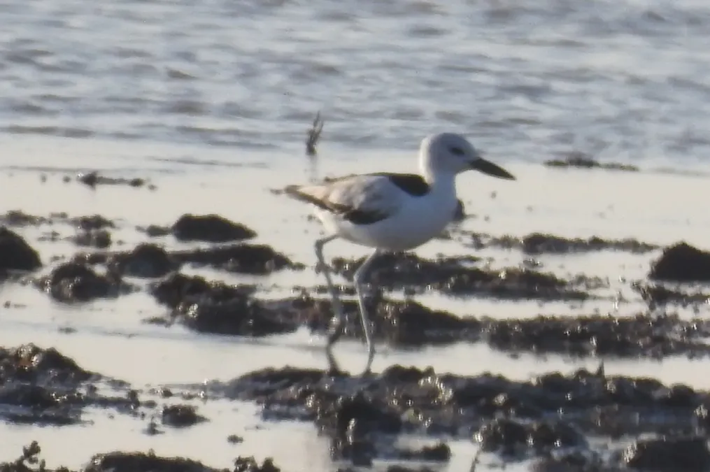 File:Crab Plover Dromas ardeola by Dr. Raju Kasambe DSCN9287.jpg