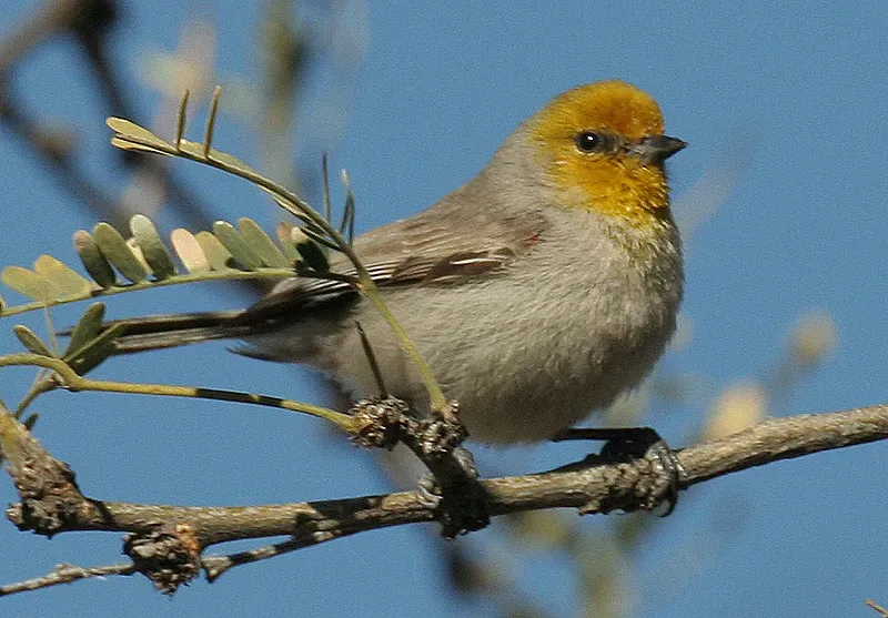 File:Auriparus flaviceps 1 (1).jpg