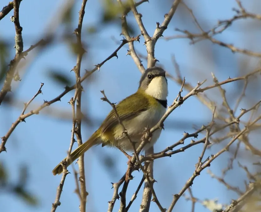 File:Apalis ruddi 2017 11 20 5983.jpg