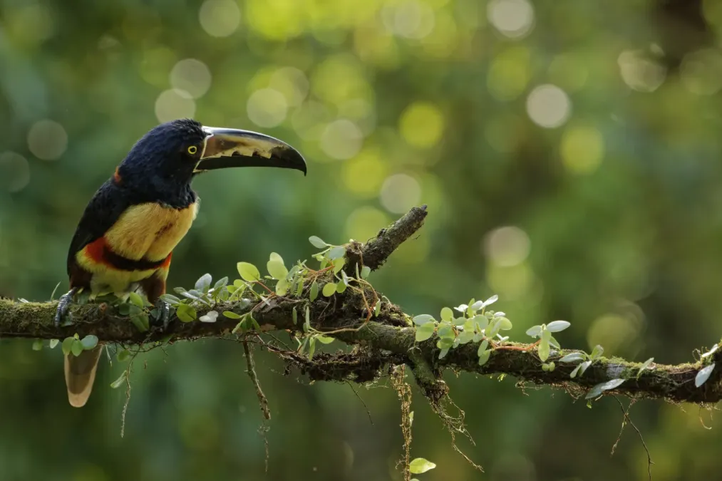 File:Pteroglossus torquatus Costa Rica.jpg