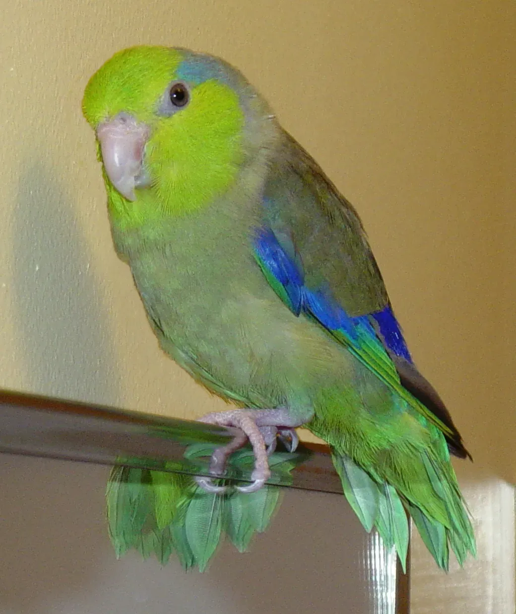 File:Forpus coelestis - male pet.jpg