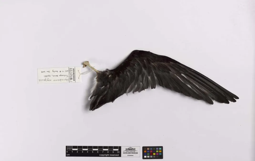 File:Pterodroma nigripennis (AM LB13708-5).jpg