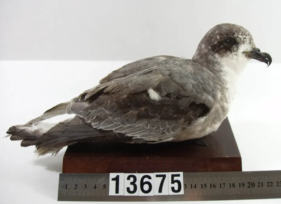 File:Pterodroma inexpectata (AM LB13675-6).jpg
