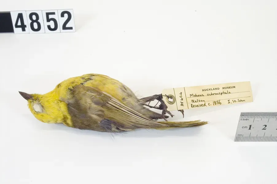 File:Mohoua ochrocephala (AM LB4852).jpg