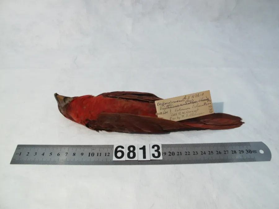 File:Chalcopsitta cardinalis (AM LB6813-6).jpg