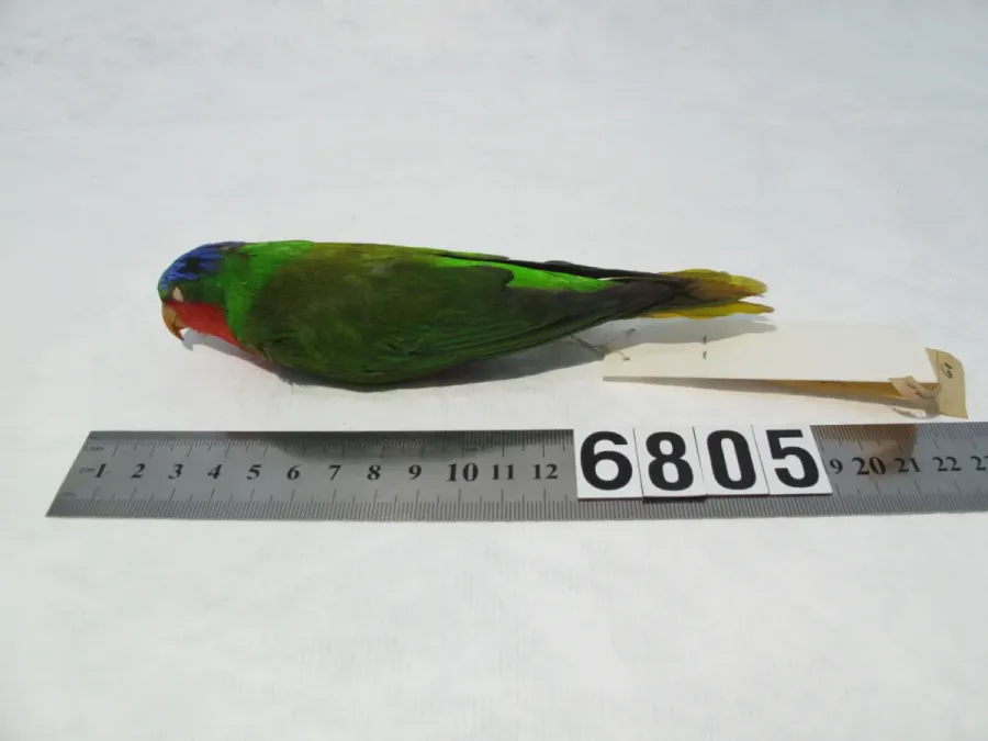 File:Vini australis (AM LB6805-6).jpg