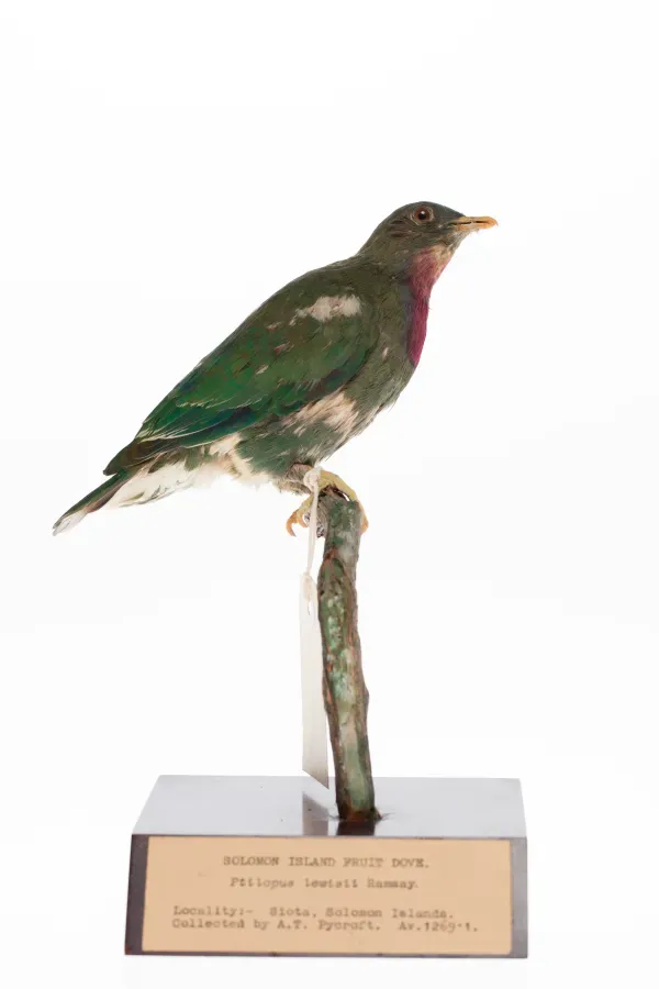 File:Ptilinopus viridis (AM LB7996-1).jpg