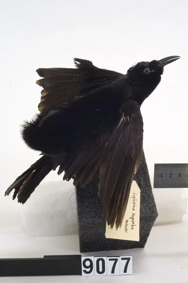 File:Lophorina superba minor (AM LB9077).jpg
