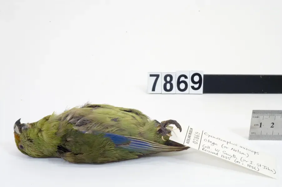 File:Cyanoramphus malherbi (AM LB7869).jpg