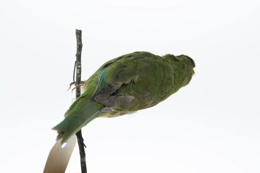 File:Cyanoramphus auriceps (AM LB4157-2).jpg