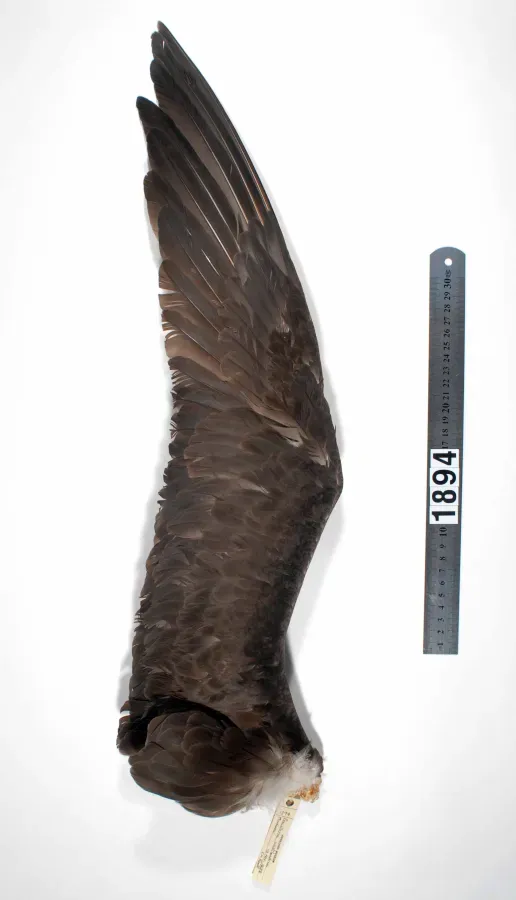 File:Procellaria westlandica (AM LB1894-5).jpg