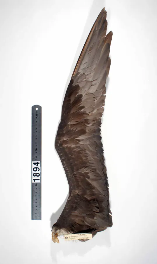 File:Procellaria westlandica (AM LB1894-6).jpg