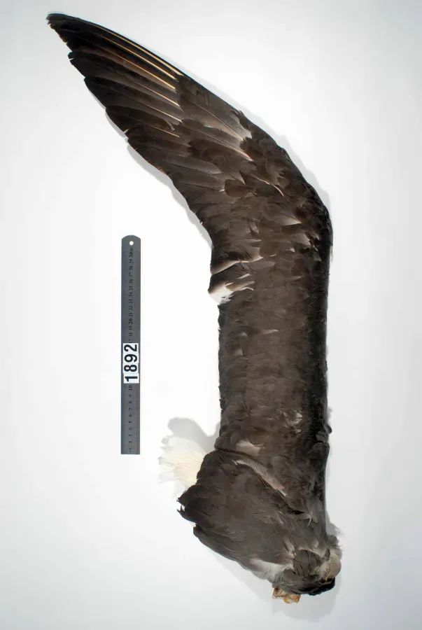 File:Thalassarche salvini (AM LB1892-5).jpg
