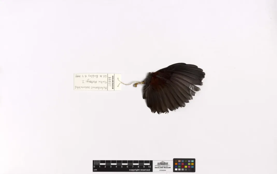 File:Philesturnus rufusater (AM LB10837-4).jpg