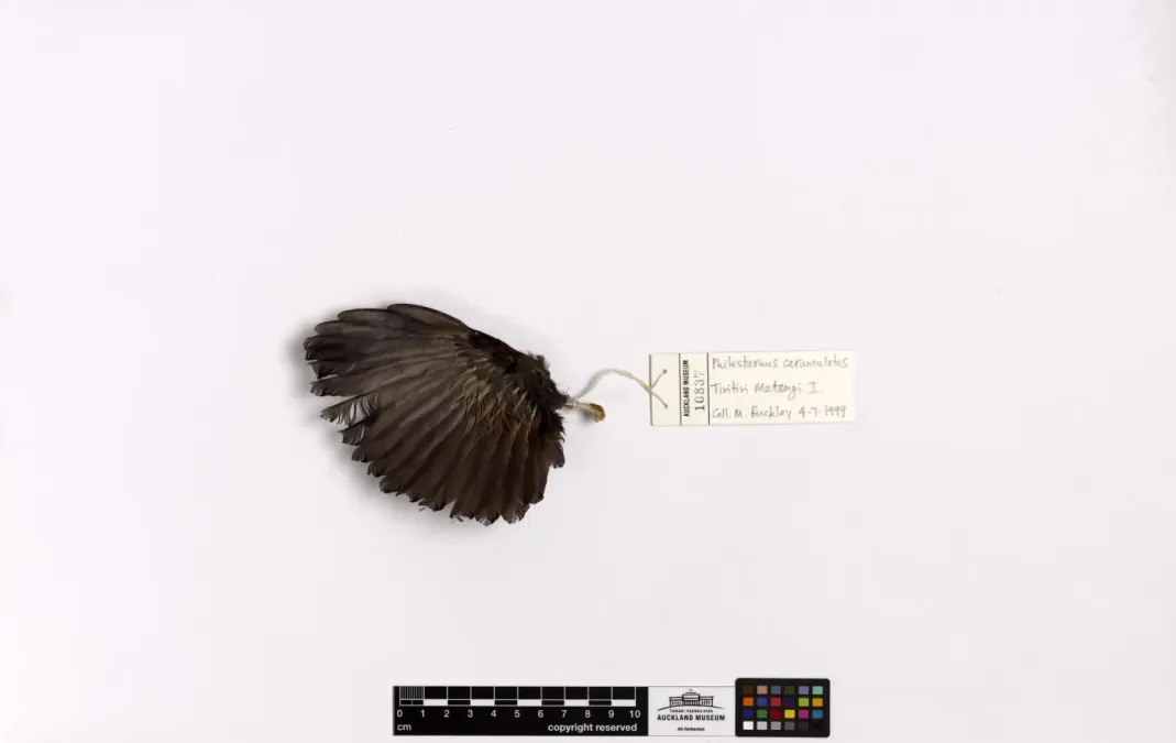 File:Philesturnus rufusater (AM LB10837-5).jpg