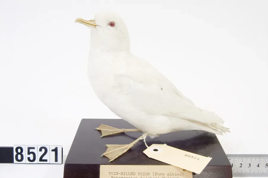 File:Pachyptila belcheri (AM LB8521).jpg